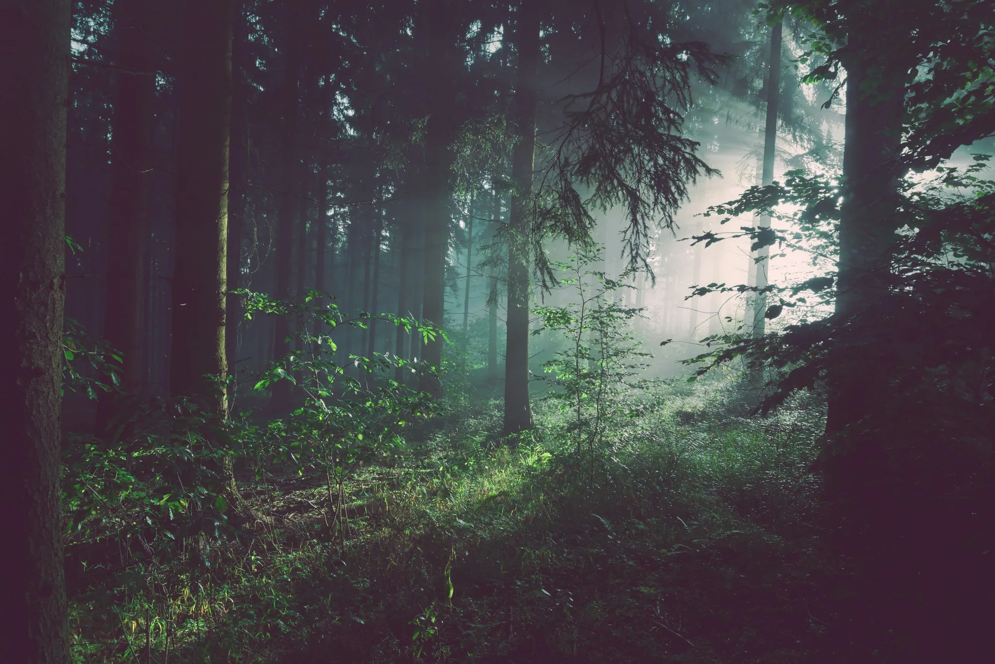 Nebliger Mischwald mit einfallendem Morgenlicht